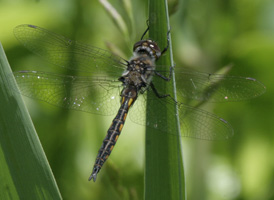 Slender Baskettail